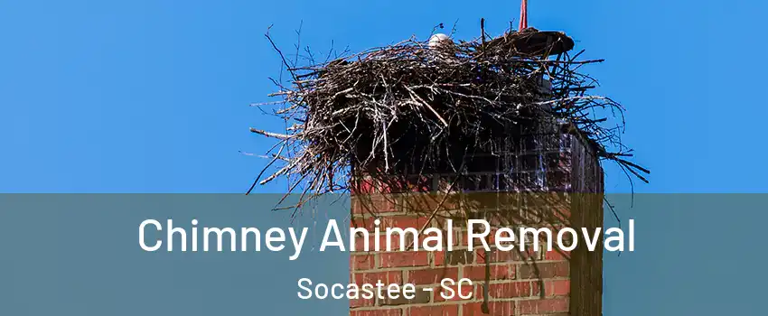  Chimney Animal Removal Socastee - SC