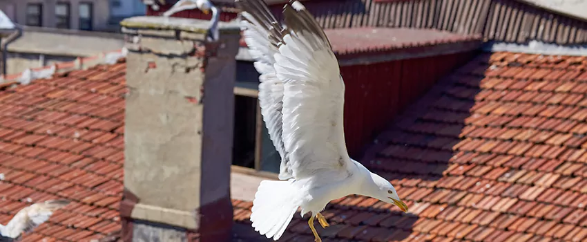 Residential Chimney Animal Removal Solution in Socastee, SC
